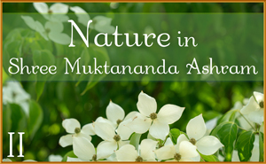 Nature in Shree Muktananda Ashram II