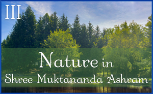 Nature in Shree Muktananda Ashram III