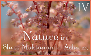 Nature in Shree Muktananda Ashram IV