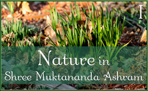 Nature in Shree Muktananda Ashram II