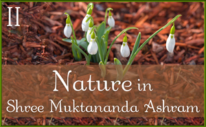 Nature in Shree Muktananda Ashram II