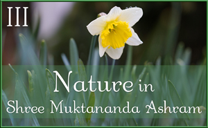 Nature in Shree Muktananda Ashram III