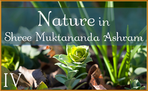 Nature in Shree Muktananda Ashram IV